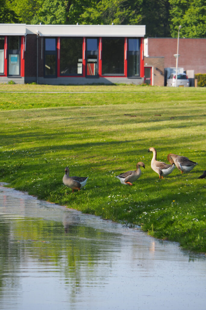 Dorpsschoonmaak Nagele: help je mee?