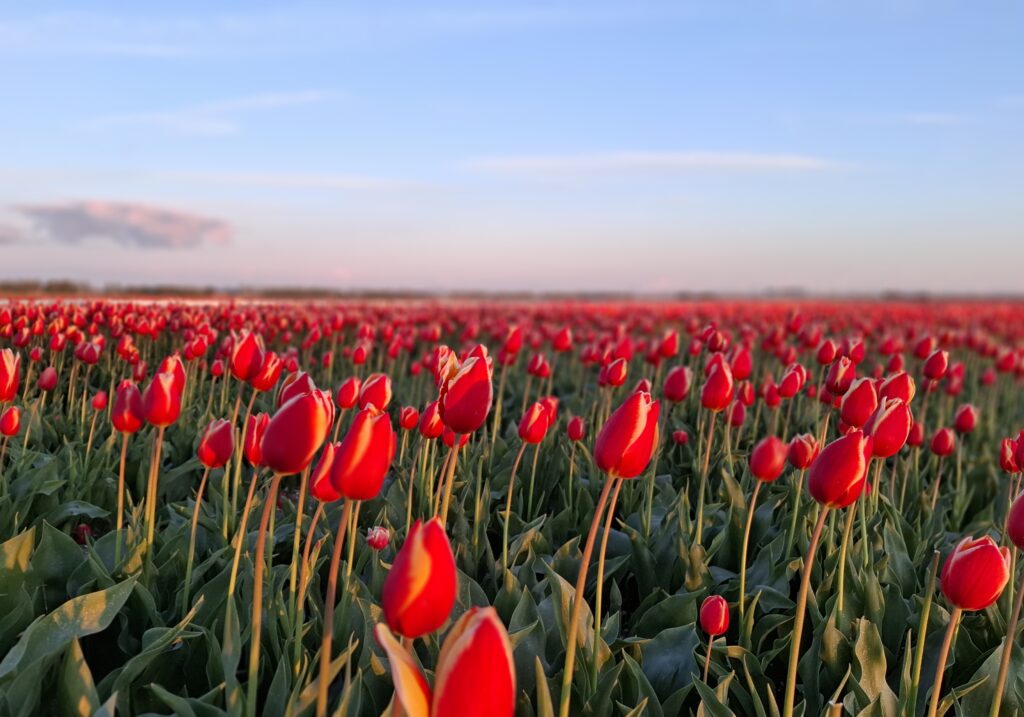 Nog even genieten van de mooie tulpenvelden